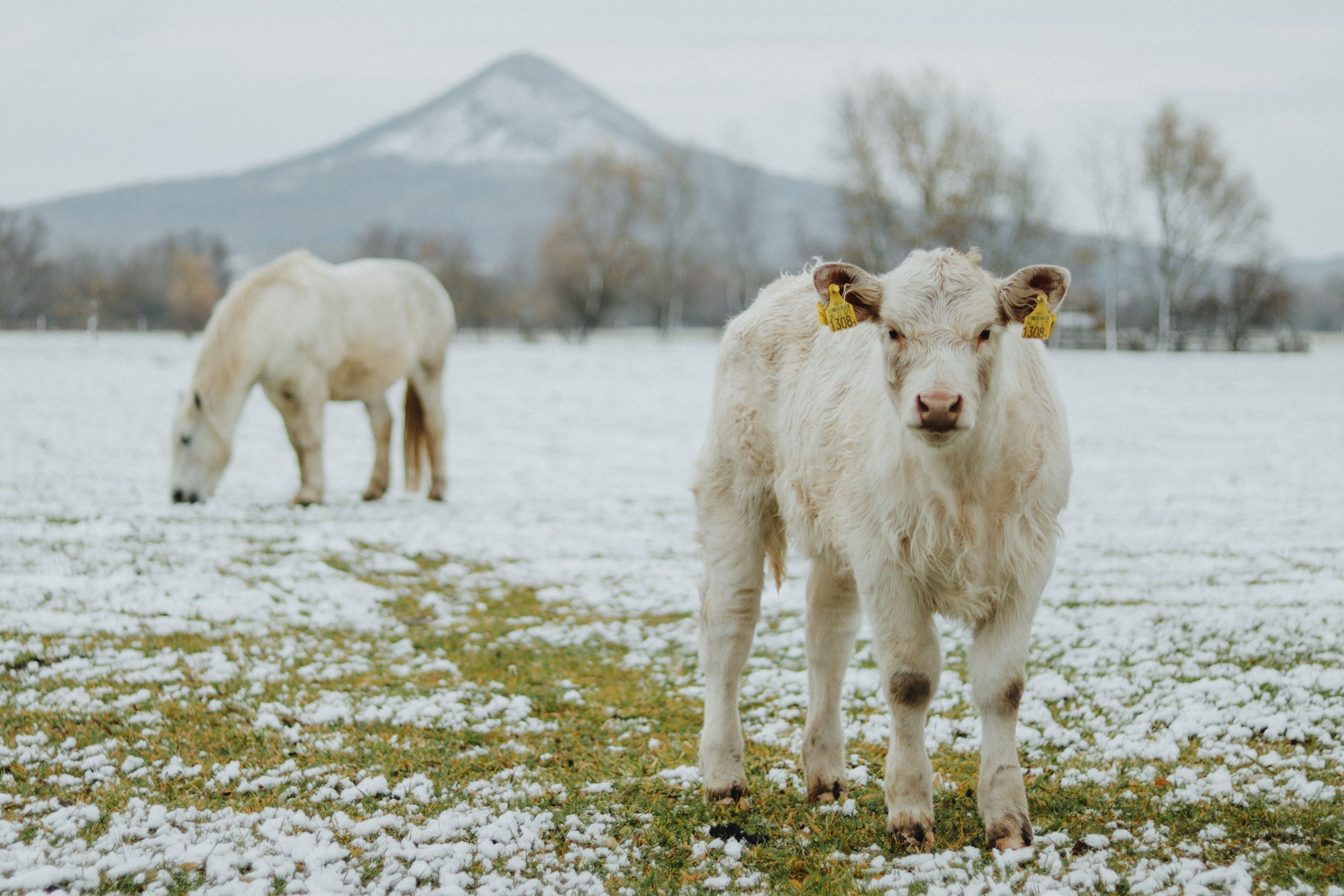 Hálaadás hétvége az Agroszban